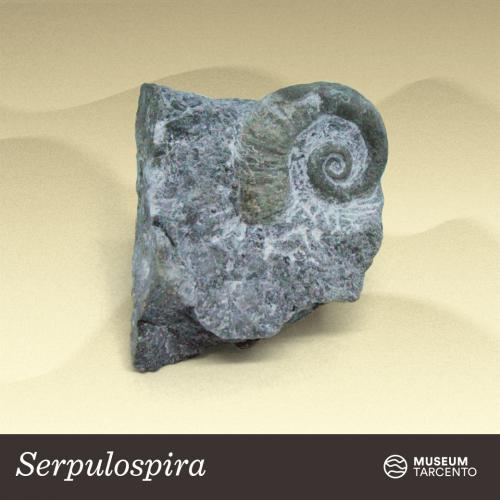 Serpulospira